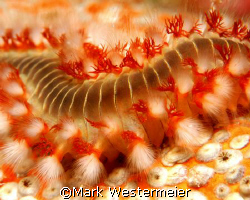 Bearded Fireworm - Image taken in Bonaire with a Nikon D1... by Mark Westermeier 